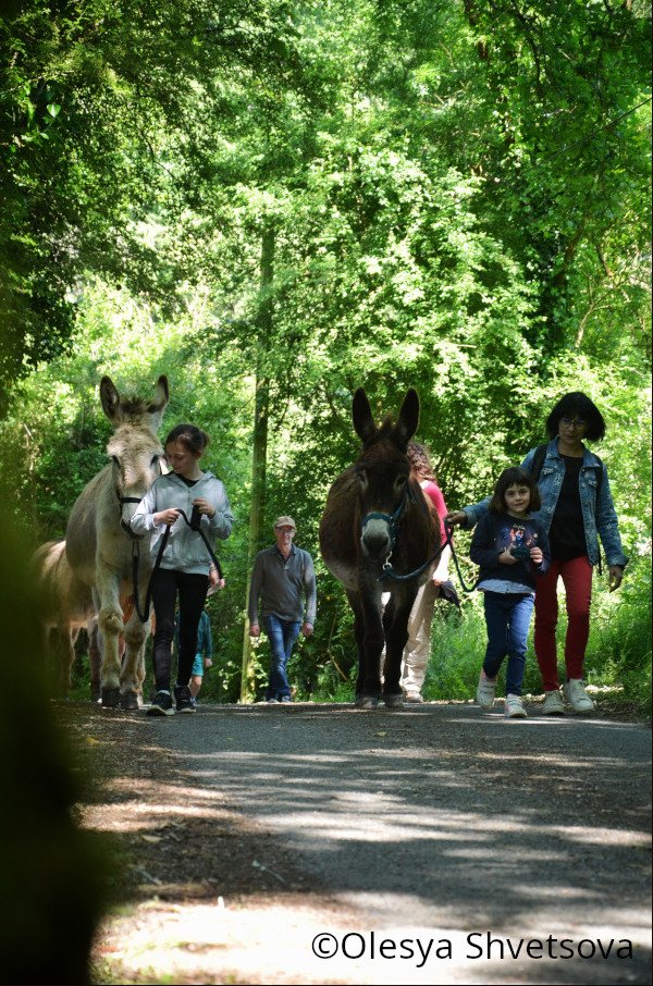 Ateliers « P'tits ânes » pendant les vacances 