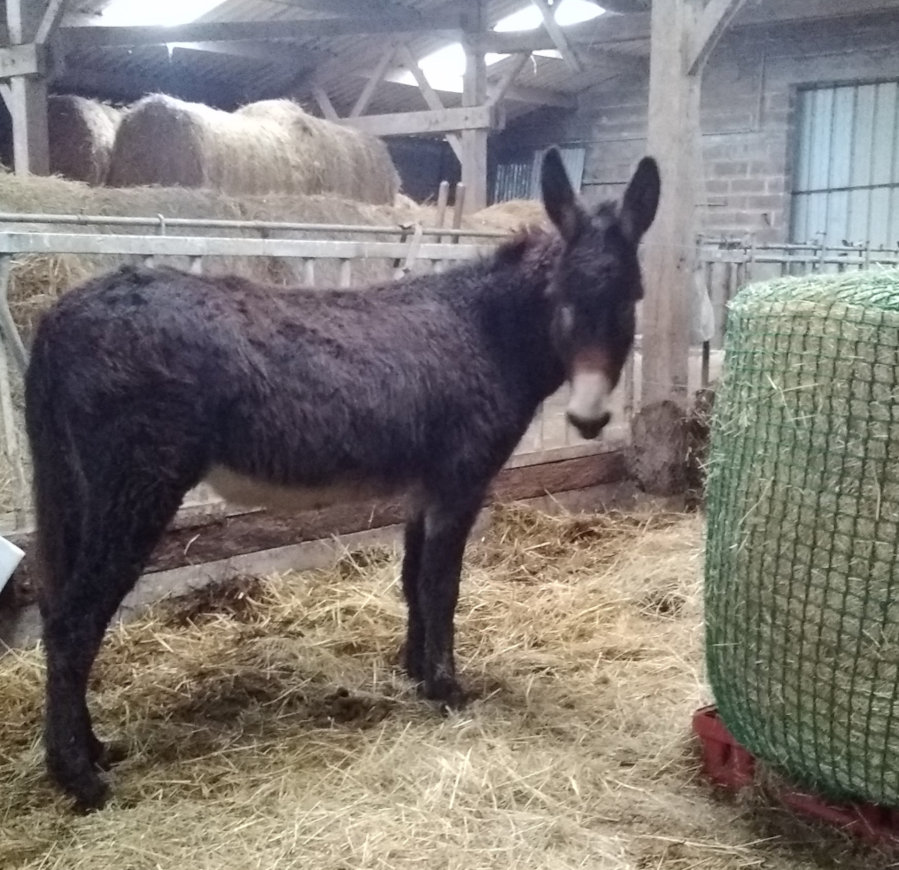 Mésange rejoint le troupeau :)