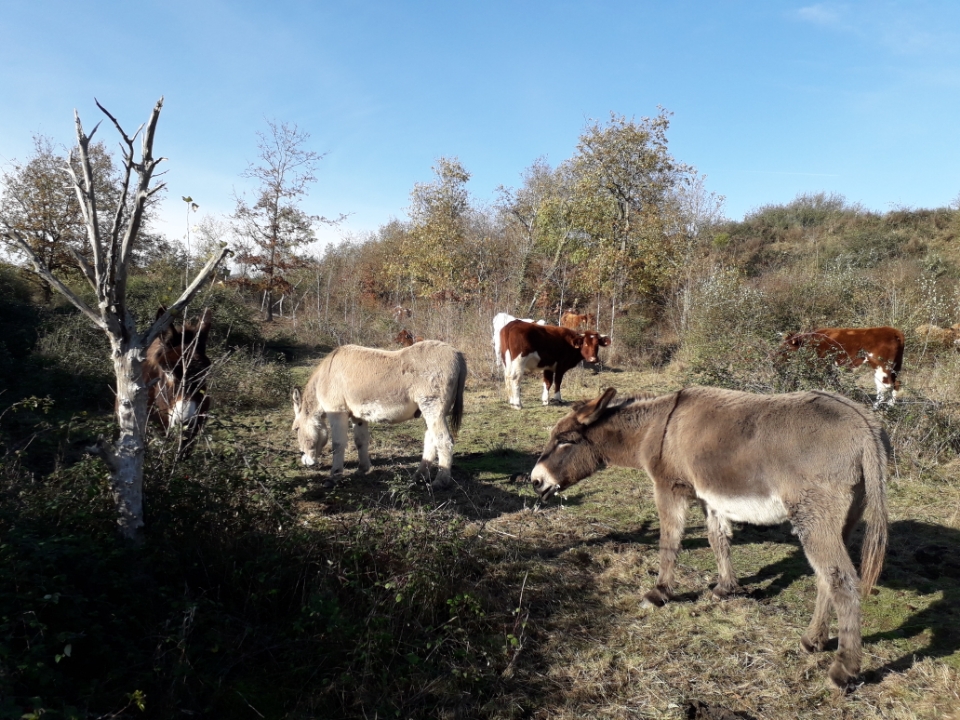 En novembre, on entretient le coteau