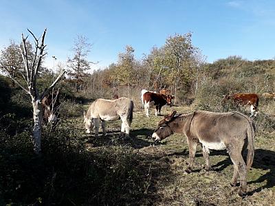 En novembre, on entretient le coteau